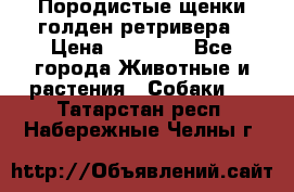 Породистые щенки голден ретривера › Цена ­ 25 000 - Все города Животные и растения » Собаки   . Татарстан респ.,Набережные Челны г.